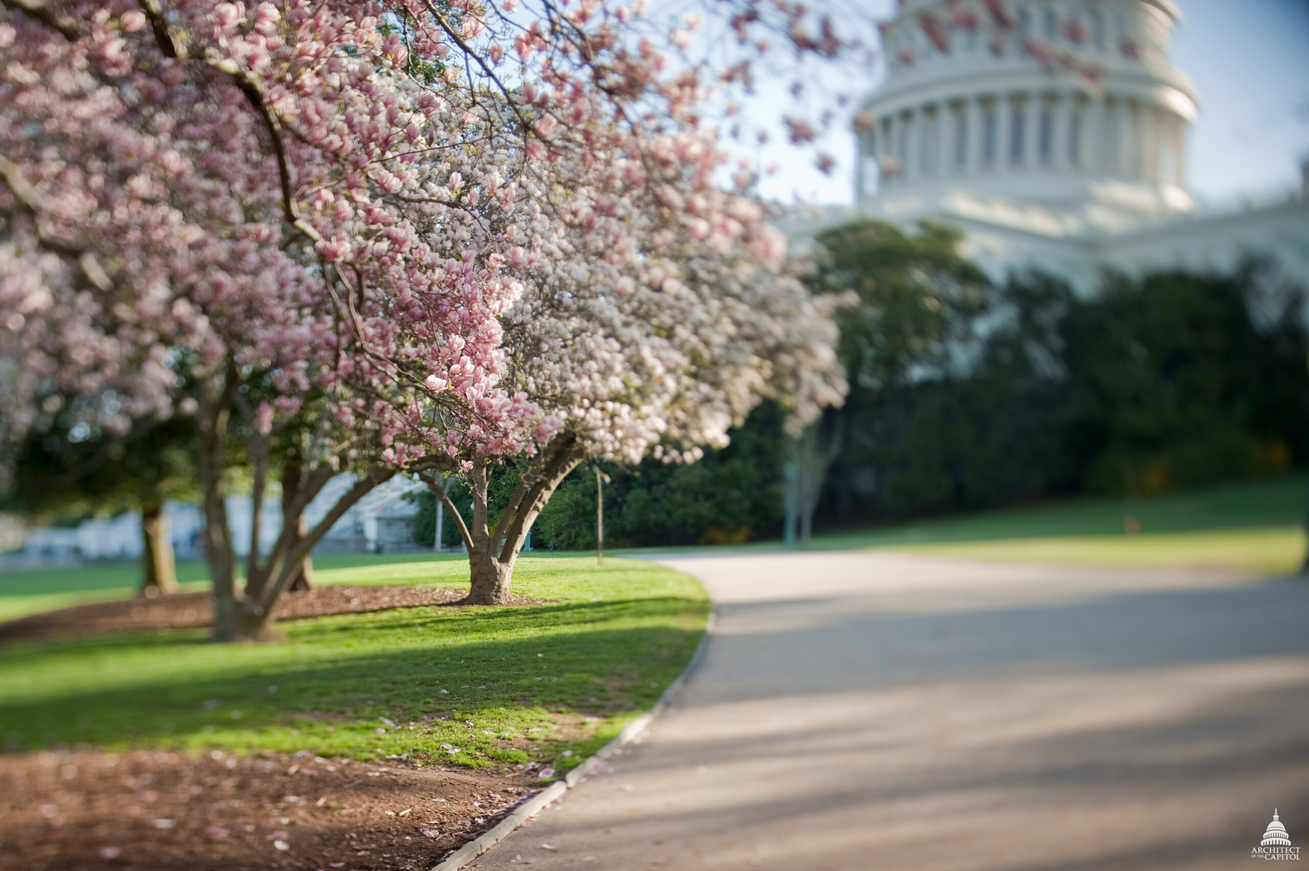 Blossom1